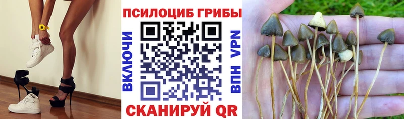 Псилоцибиновые грибы GOLDEN TEACHER  купить наркотики цена  blacksprut онион  Луховицы 